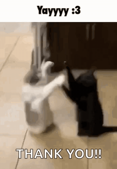 A White Cat And A Black Cat Are Standing Next To Each Other And The Black Cat Is Saying Thank You . GIF