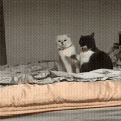 A White Cat And A Black Cat Are Standing On A Bed . GIF