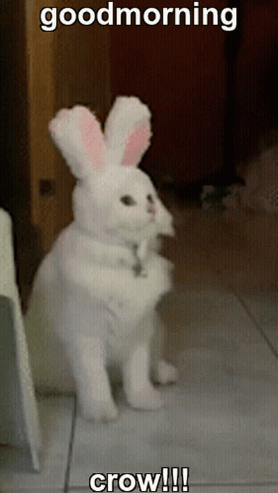A White Cat Dressed As A Bunny With The Caption Good Morning Crow !!! GIF