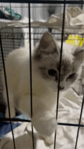 A White Cat Is Behind Bars In A Cage Looking Out . GIF