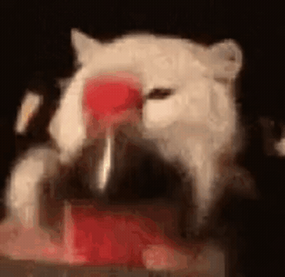 A White Cat Is Drinking Water From A Bottle With A Heart On Its Nose . GIF