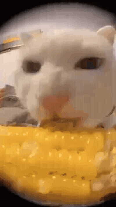 A White Cat Is Eating A Cracker With Its Mouth Open And Looking At The Camera . GIF