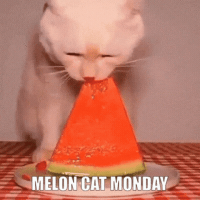 A White Cat Is Eating A Slice Of Watermelon With The Words Melon Cat Monday Below It GIF
