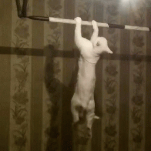 A White Cat Is Hanging From A Bar In A Black And White Photo . GIF
