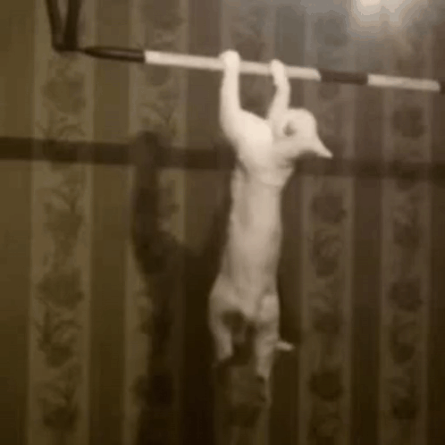 A White Cat Is Hanging On A Bar In A Black And White Photo . GIF