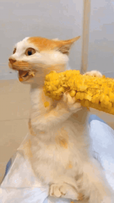 A White Cat Is Holding A Corn On The Cob In Its Mouth GIF