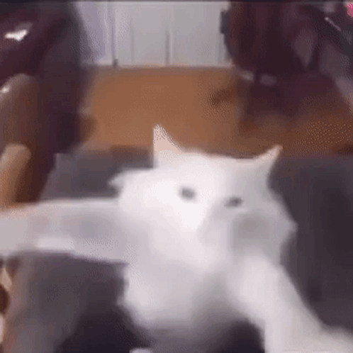 A White Cat Is Laying Down On A Couch In A Room . GIF