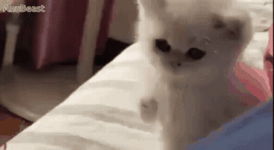 A White Cat Is Laying On A Bed And Looking At The Camera GIF