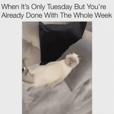 A White Cat Is Laying On A Bed With A Pillow . GIF