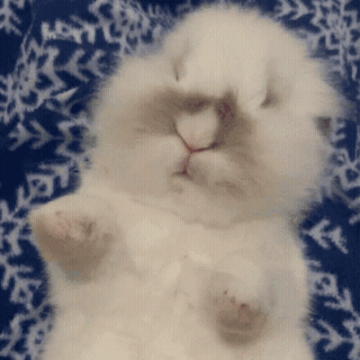 A White Cat Is Laying On A Blue And White Blanket GIF