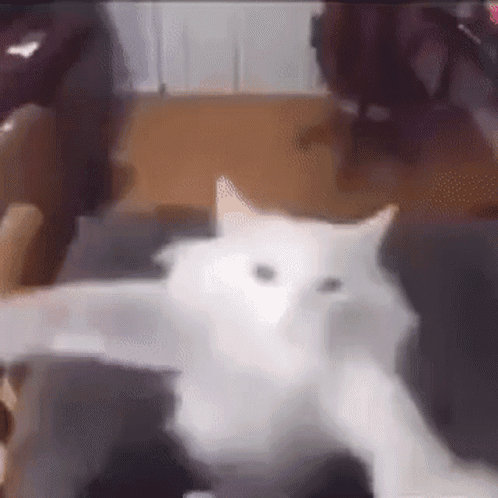 A White Cat Is Laying On A Chair In A Living Room . GIF