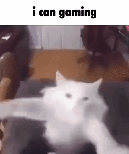 A White Cat Is Laying On A Couch With The Words `` I Can Gaming '' Written On The Bottom . GIF