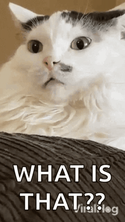 A White Cat Is Laying On A Couch With The Words `` What Is That '' Written On It . GIF
