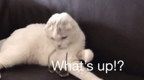 A White Cat Is Laying On A Couch With The Words What 'S Up Written Above It GIF