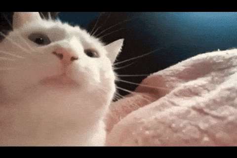 A White Cat Is Laying On A Pink Blanket And Looking At The Camera GIF