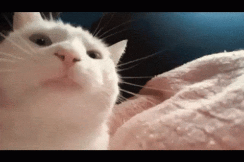 A White Cat Is Laying On A Pink Blanket And Looking At The Camera GIF