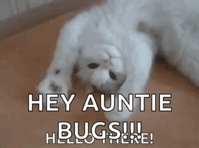 A White Cat Is Laying On Its Back On A Wooden Floor And Says `` Hey Auntie Bugs !!! Hello There ! '' GIF