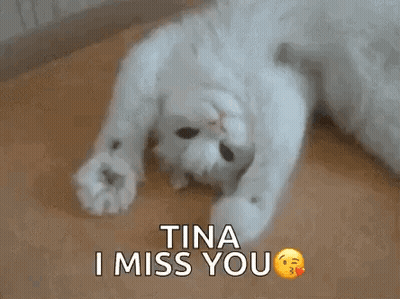 A White Cat Is Laying On Its Back On A Wooden Floor And Says `` Tina I Miss You '' . GIF