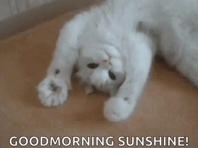 A White Cat Is Laying On Its Back On A Wooden Floor With The Words `` Good Morning Sunshine '' . GIF