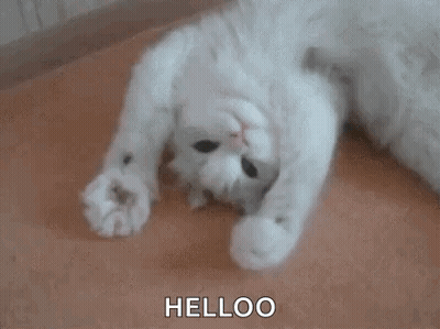 A White Cat Is Laying On Its Back On The Floor And Looking At The Camera . GIF