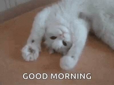 A White Cat Is Laying On Its Back On The Floor With The Words `` Good Morning '' . GIF