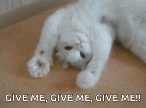 A White Cat Is Laying On Its Back With The Words `` Give Me , Give Me , Give Me ! '' GIF