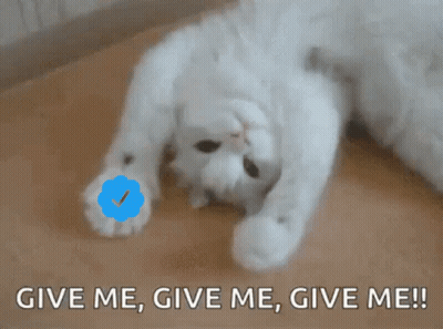 A White Cat Is Laying On Its Back With The Words Give Me Give Me Give Me Written Below It GIF