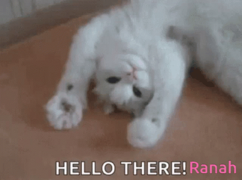 A White Cat Is Laying On Its Back With The Words Hello There ! Ranah Above It GIF