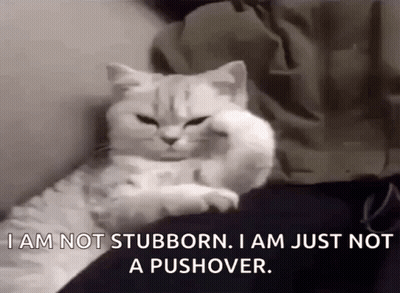 A White Cat Is Laying On Someone 'S Lap And Says I Am Not Stubborn . GIF