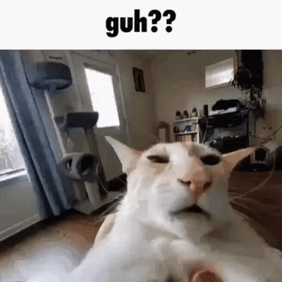 A White Cat Is Laying On The Floor In A Living Room With Its Eyes Closed . GIF