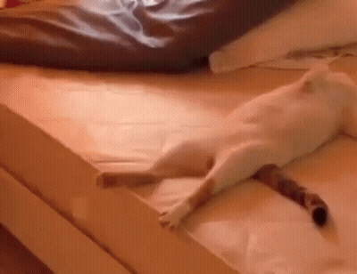 A White Cat Is Laying On Top Of A Bed With Its Tail Hanging Over The Edge . GIF
