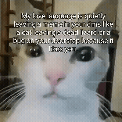 A White Cat Is Leaving A Dead Lizard Or A Bug On Your Doorstep Because It Likes You GIF