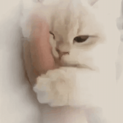 A White Cat Is Licking A Person 'S Face . GIF