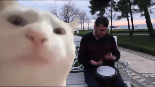 A White Cat Is Looking At A Man Playing A Drum On A Bench GIF
