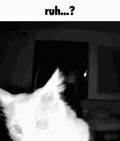 A White Cat Is Looking At The Camera In A Black And White Photo With The Words Ruh .. ? Above It . GIF