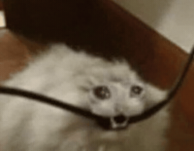 A White Cat Is Looking At The Camera While Holding A Cord . GIF