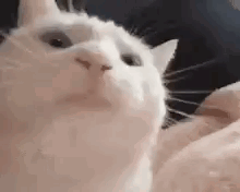A White Cat Is Looking At The Camera With A Serious Look On Its Face . GIF