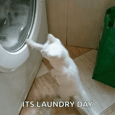 A White Cat Is Looking Into A Washing Machine With The Words " Its Laundry Day " Above It . GIF