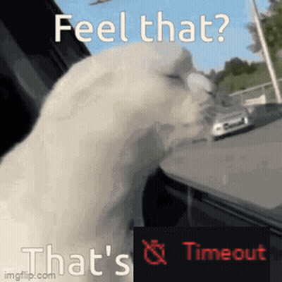 A White Cat Is Looking Out Of A Car Window With The Words Feel That That 'S Timeout On The Bottom GIF