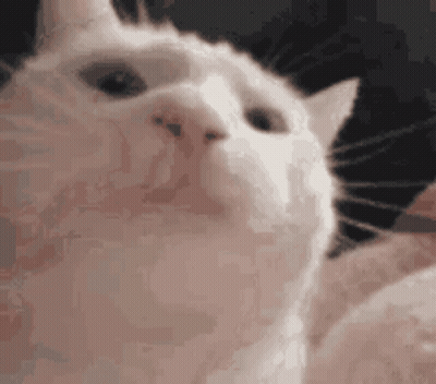 A White Cat Is Looking Up At The Camera . GIF