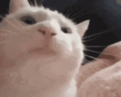A White Cat Is Looking Up At The Camera . GIF