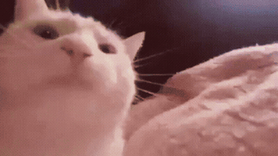 A White Cat Is Looking Up At The Camera While Laying On A Bed . GIF