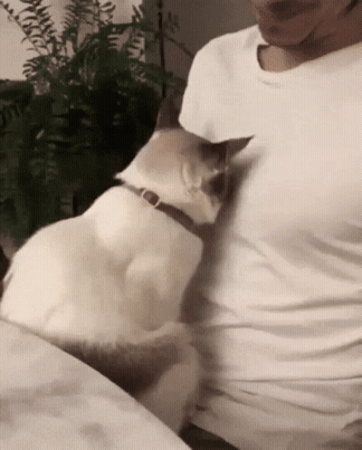 A White Cat Is Petting A Man 'S Arm While Wearing A Collar . GIF