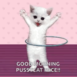 A White Cat Is Playing With A Hula Hoop And Says `` Good Morning Pussycat Face '' . GIF