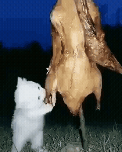 A White Cat Is Reaching For A Piece Of Meat Hanging From A Tree . GIF