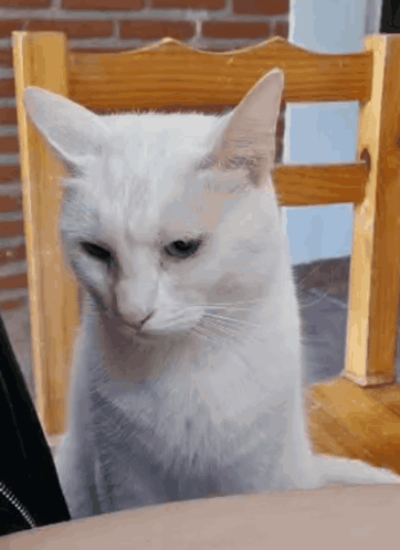 A White Cat Is Sitting In A Wooden Chair GIF
