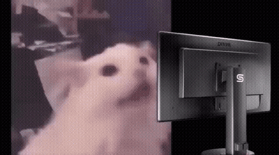 A White Cat Is Sitting In Front Of A Computer Screen . GIF