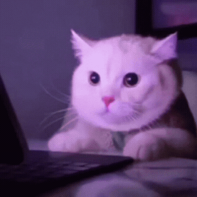 A White Cat Is Sitting In Front Of A Laptop Computer Looking At The Screen . GIF