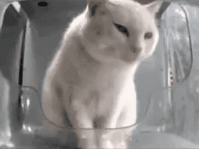 A White Cat Is Sitting Inside Of A Clear Glass Container . GIF