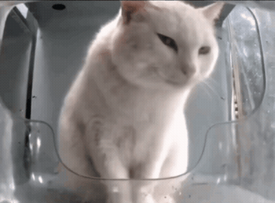 A White Cat Is Sitting Inside Of A Plastic Container GIF